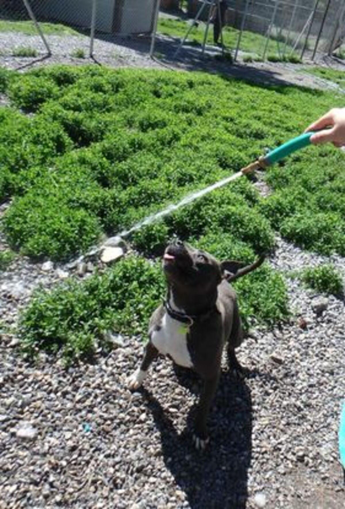 Adoption Jack