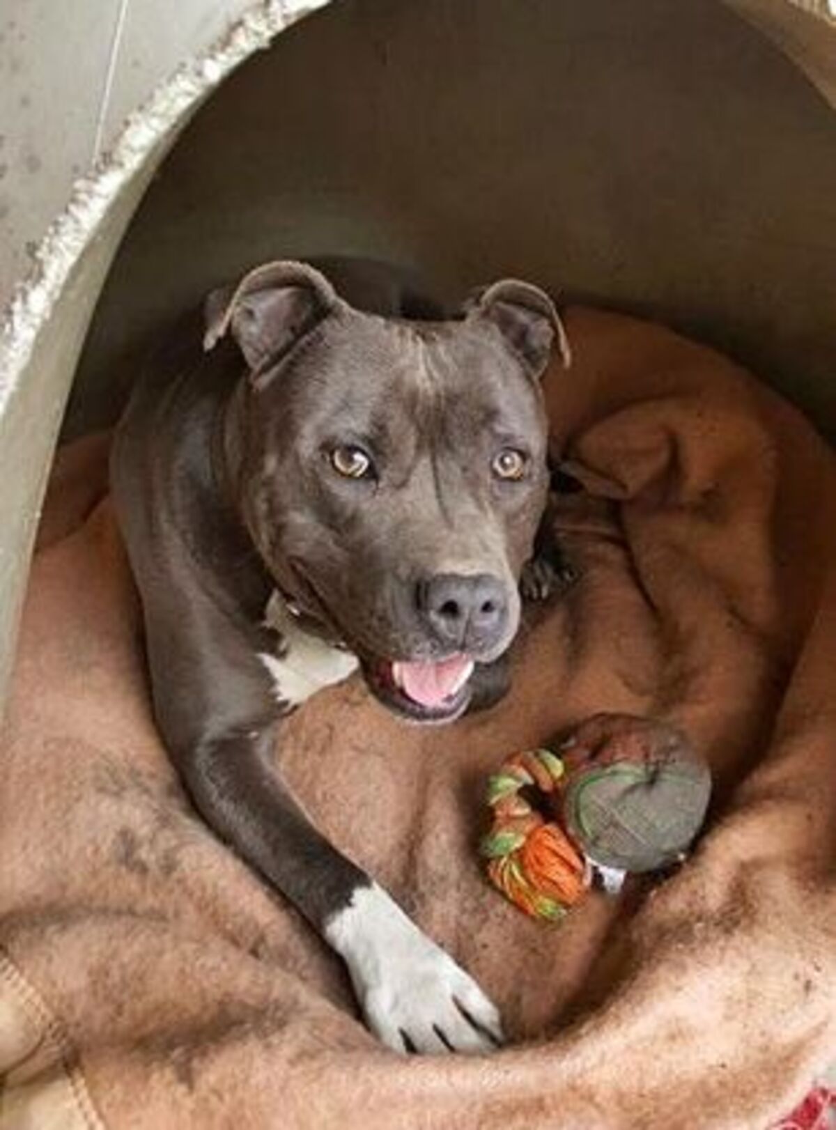 Adoption Jack