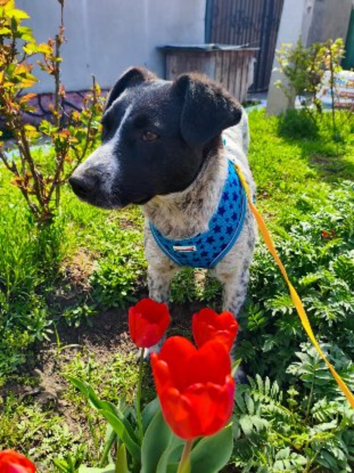 Adoption Jack