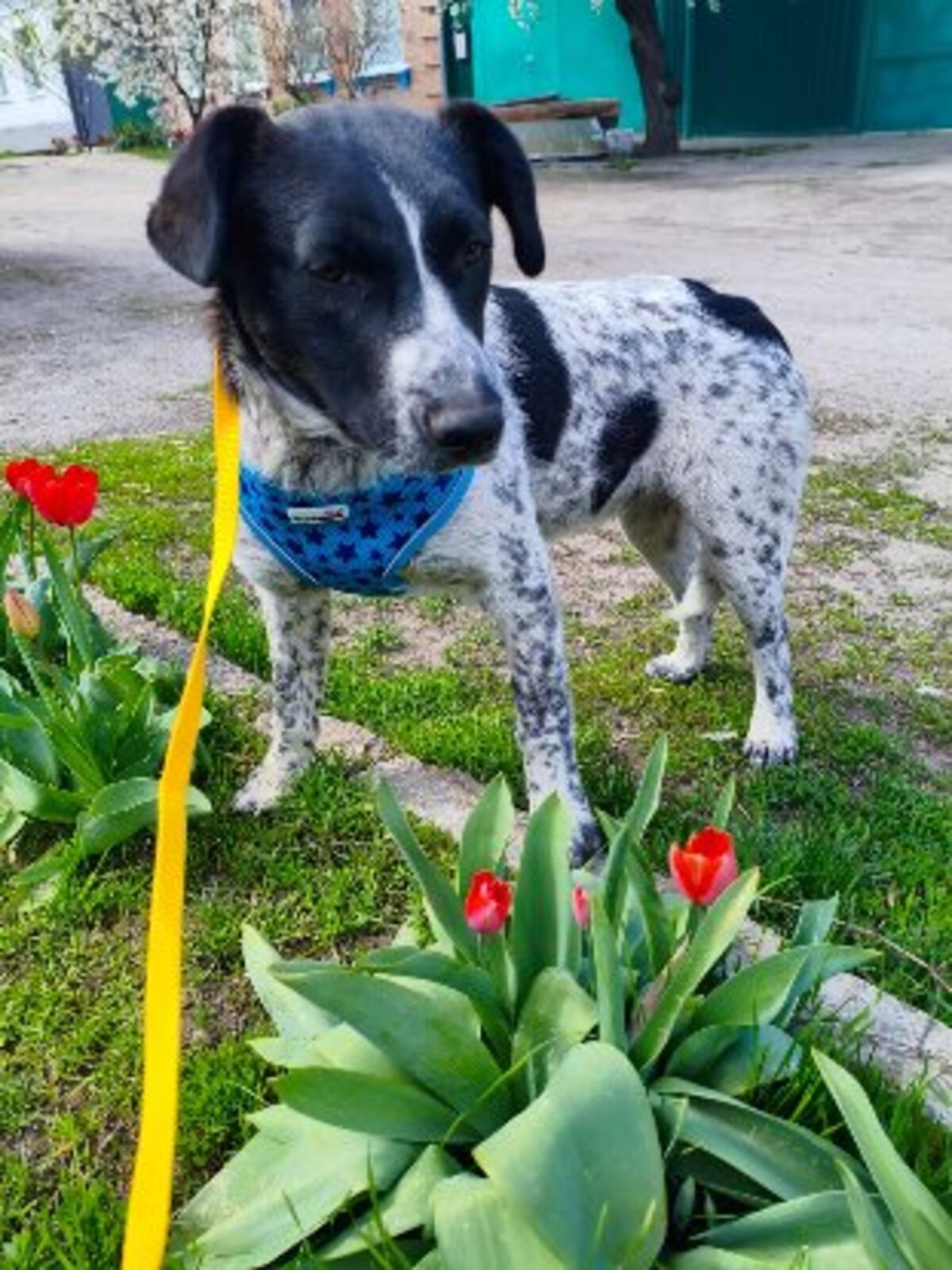 Adoption Jack