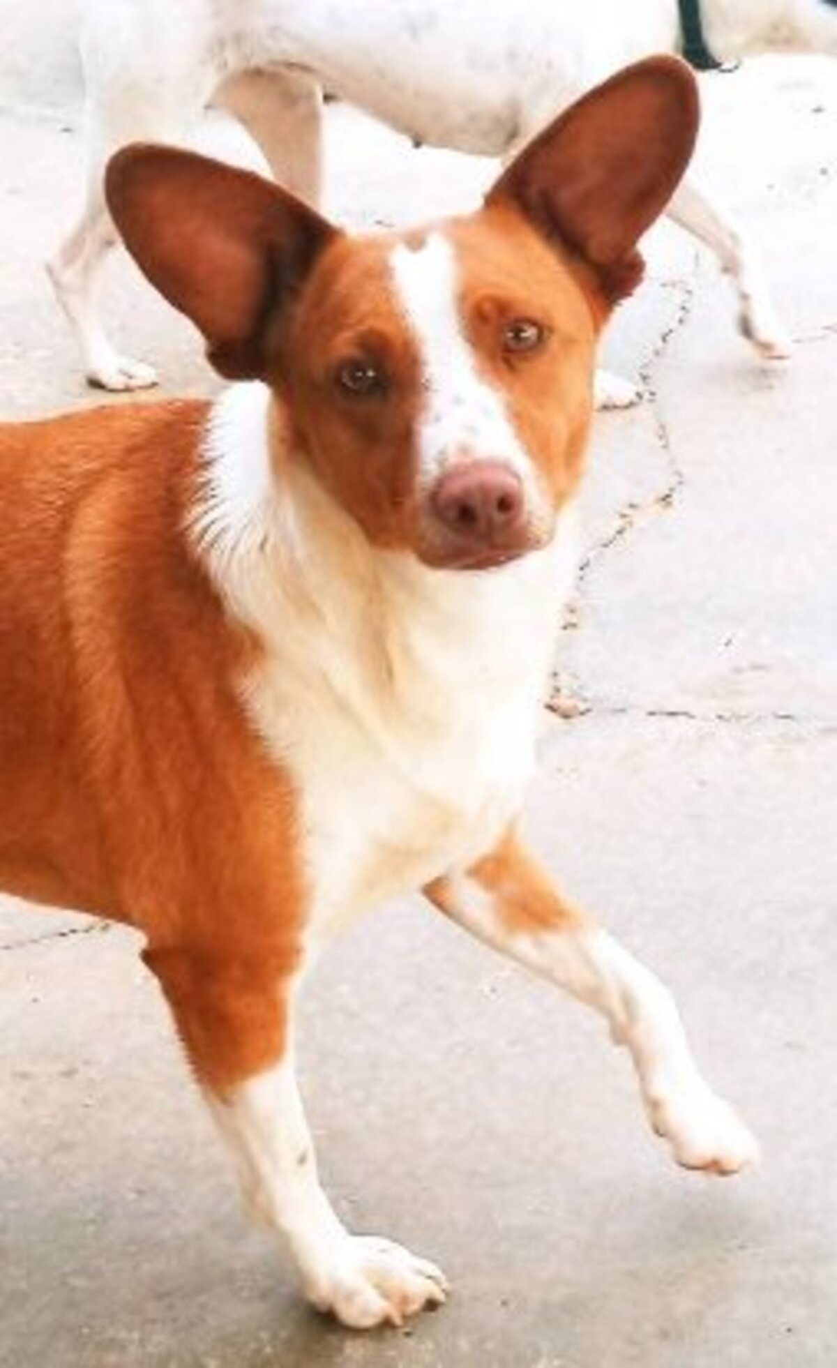 Adoption Jack