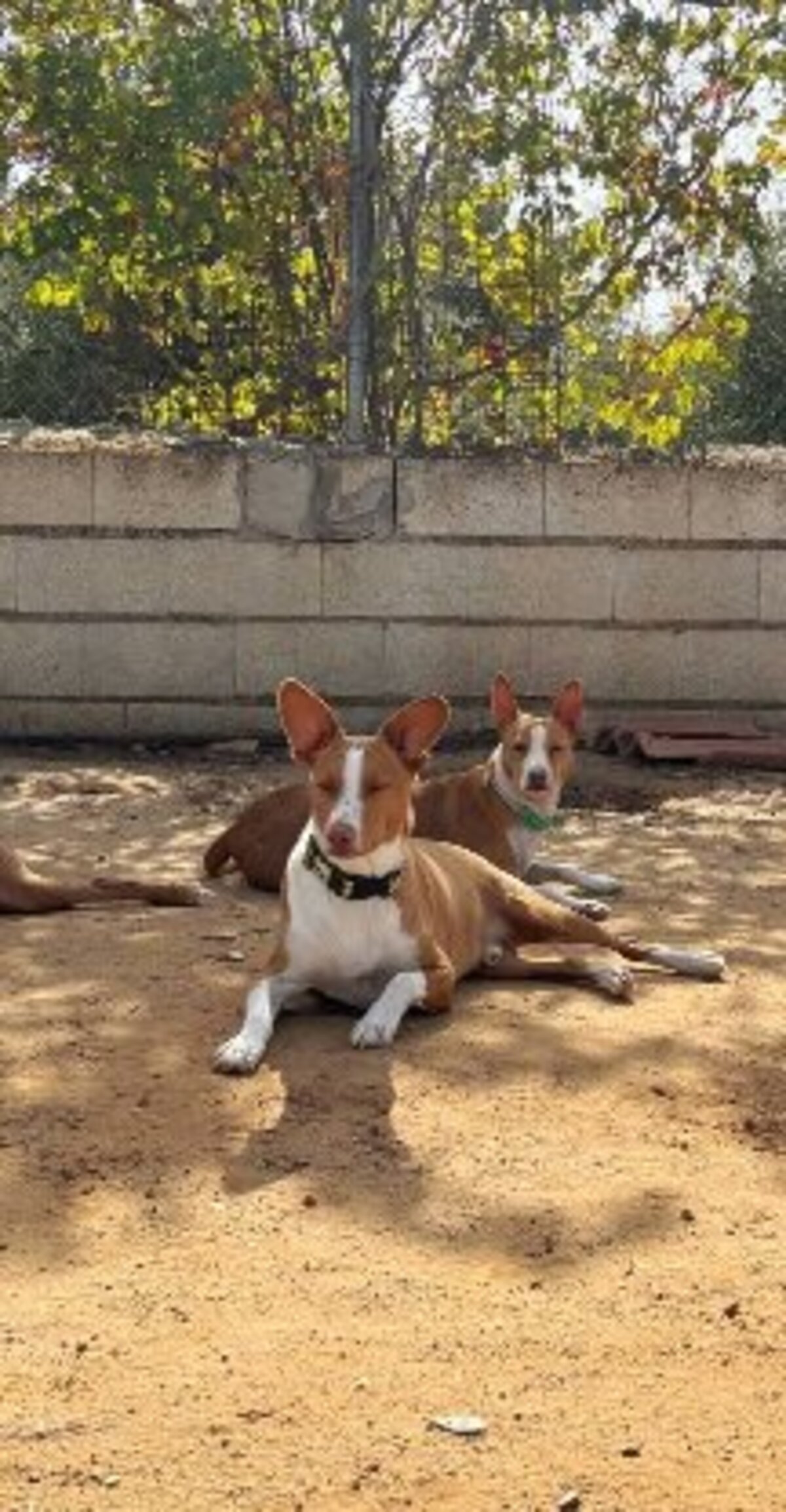 Adoption Jack