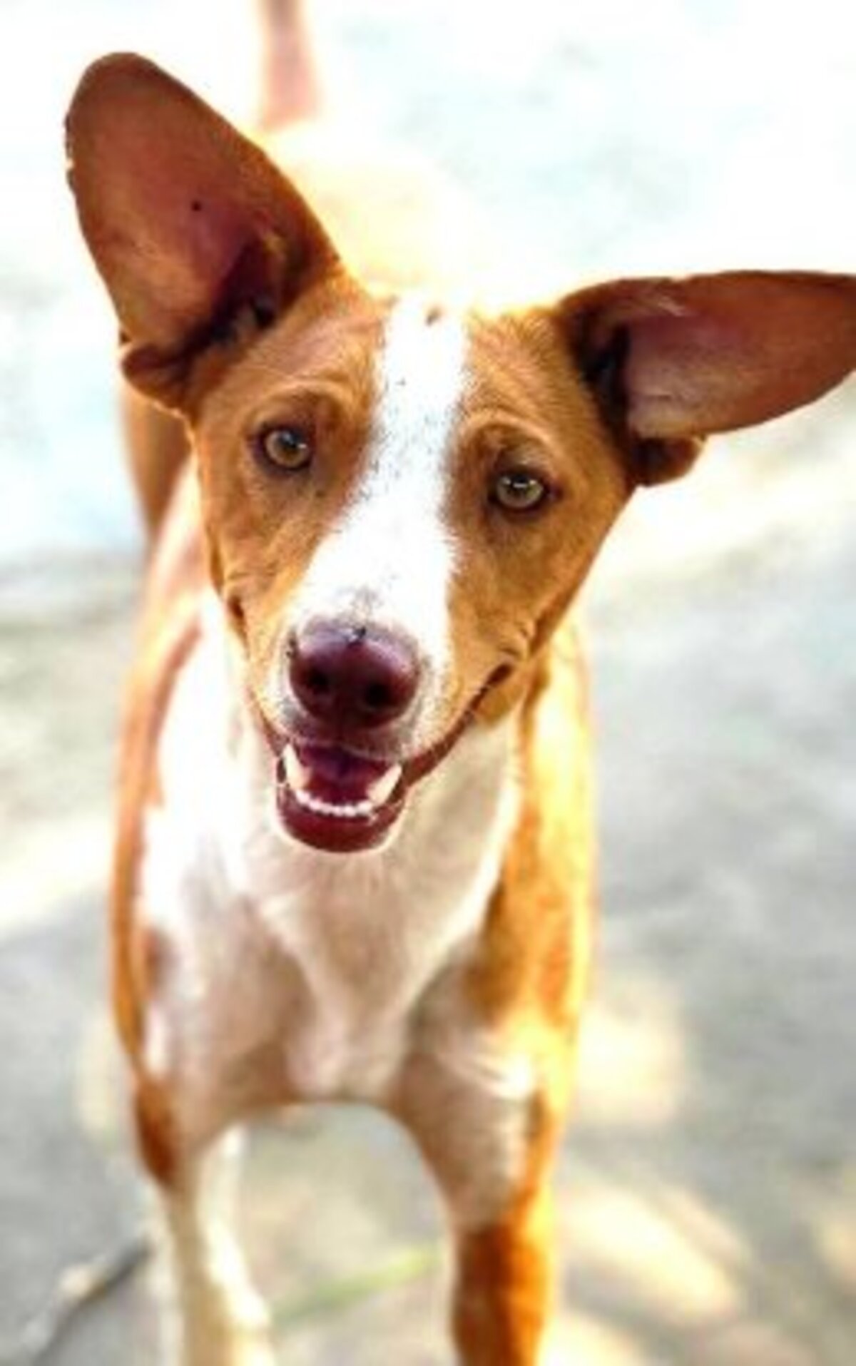 Adoption Jack