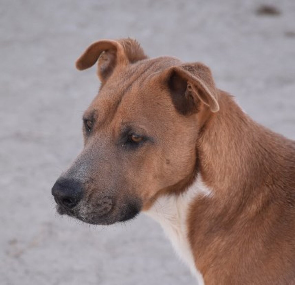 Adoption Jacki
