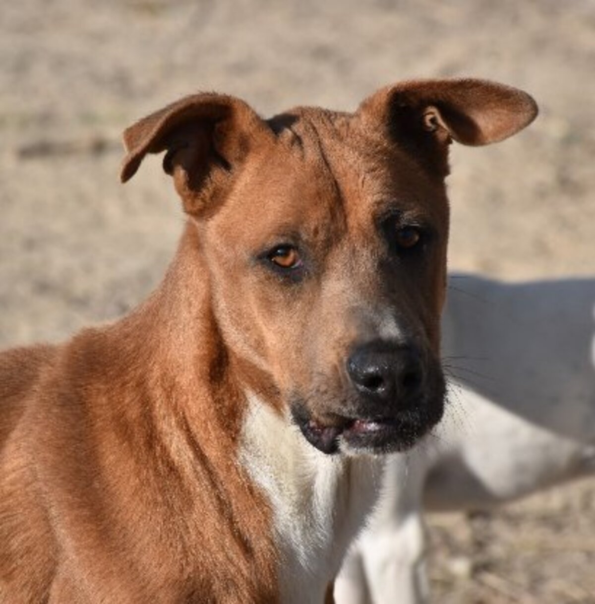 Adoption Jacki