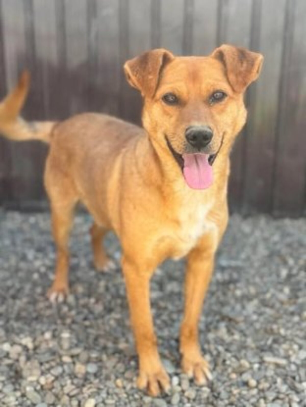 Adoption Jackpot