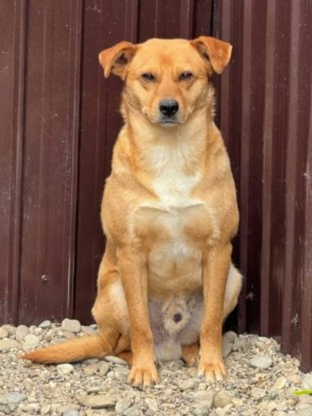 Adoption Jackpot