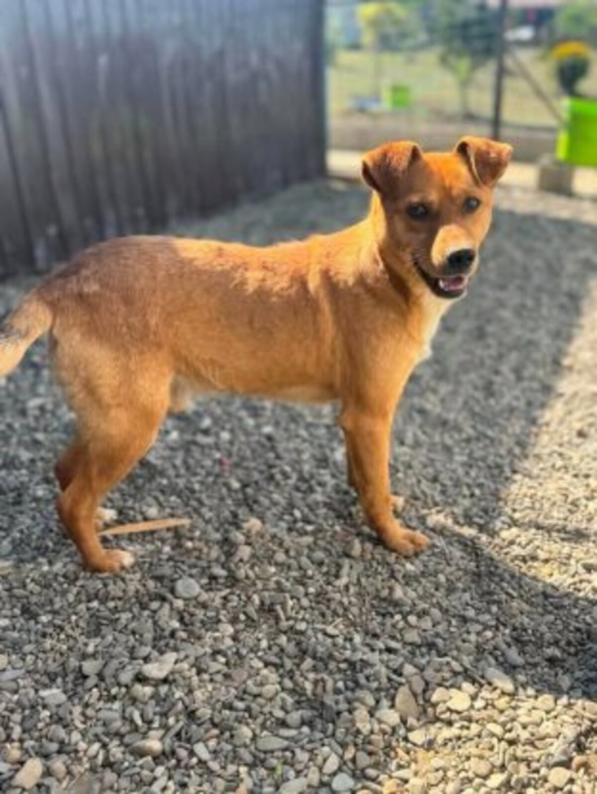 Adoption Jackpot