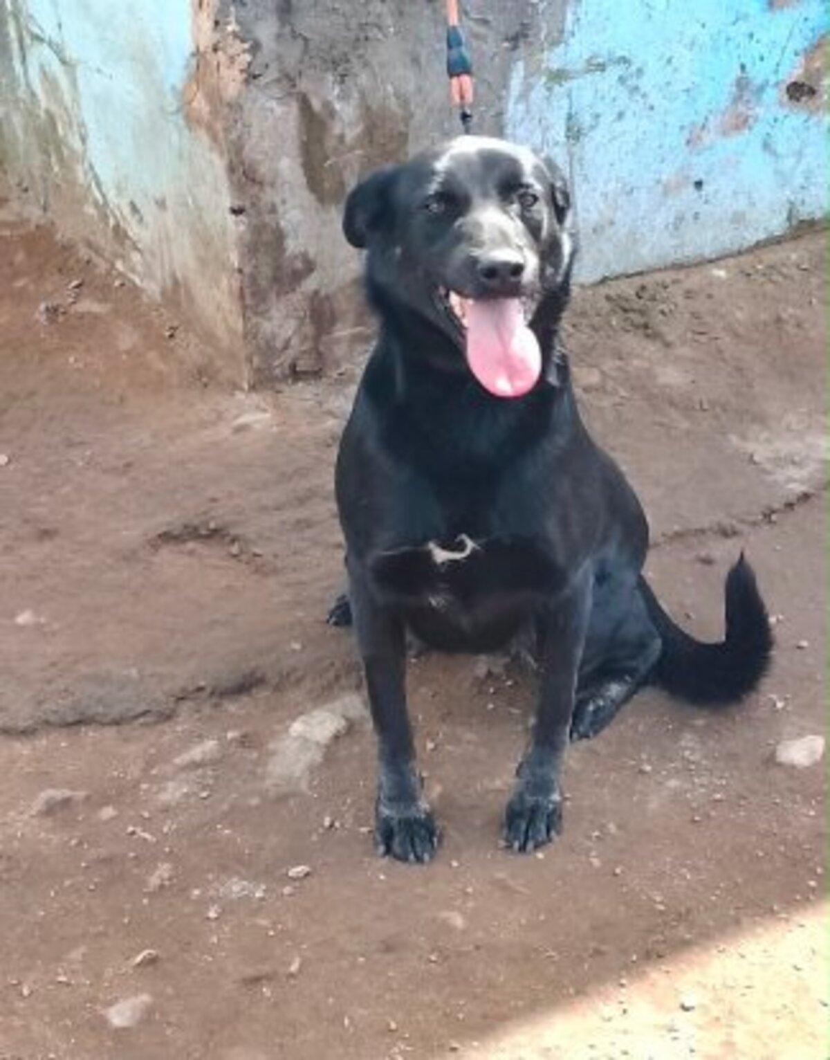 Adoption Jade du Maroc!
