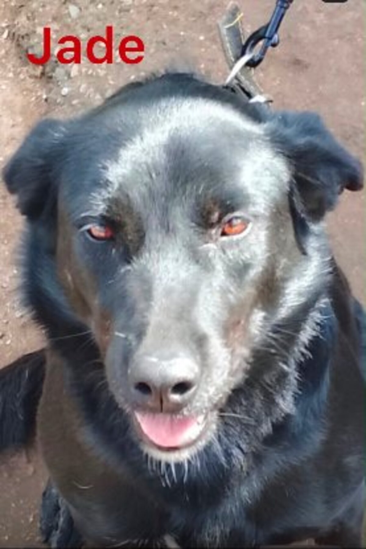 Adoption Jade du Maroc!