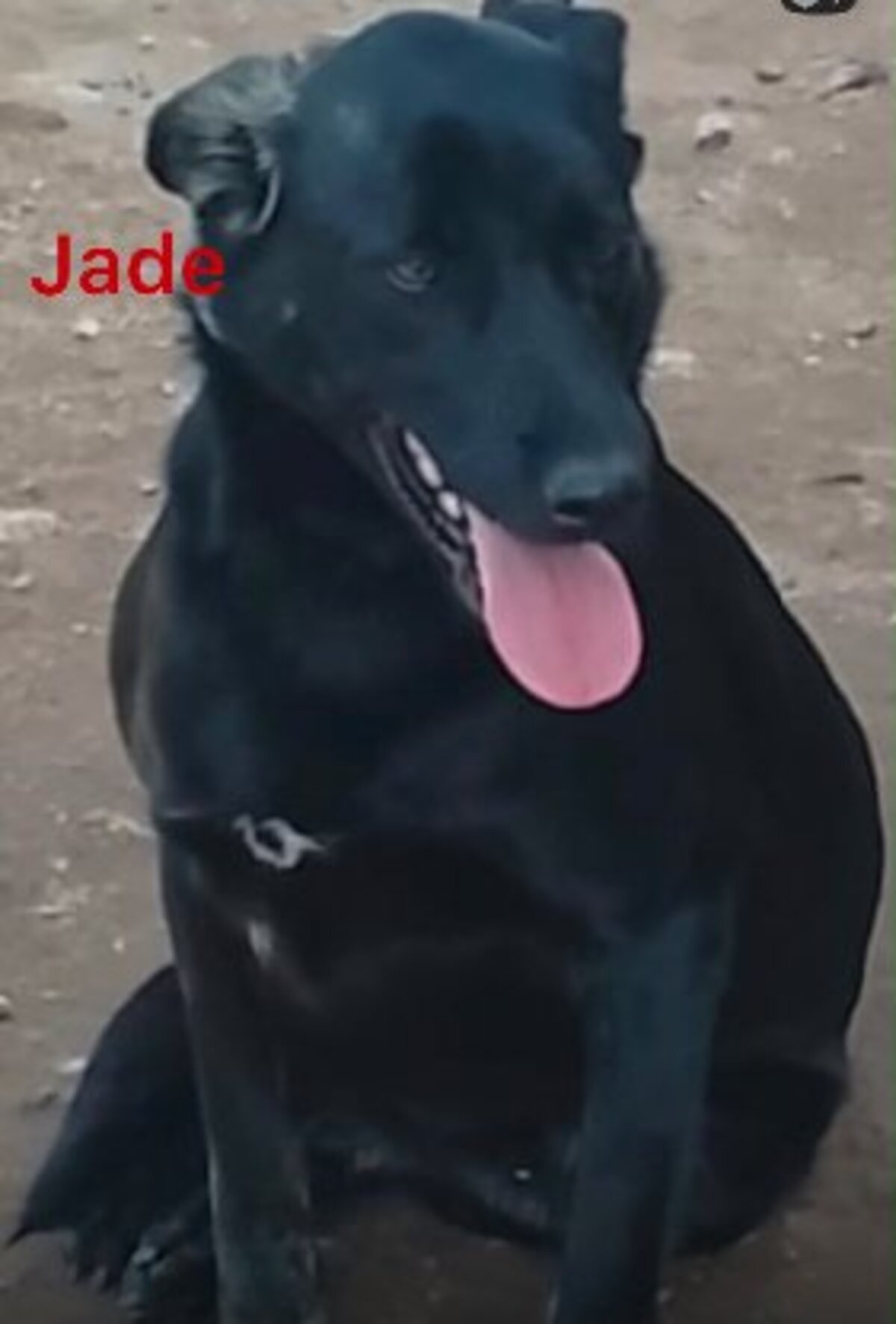 Adoption Jade du Maroc!