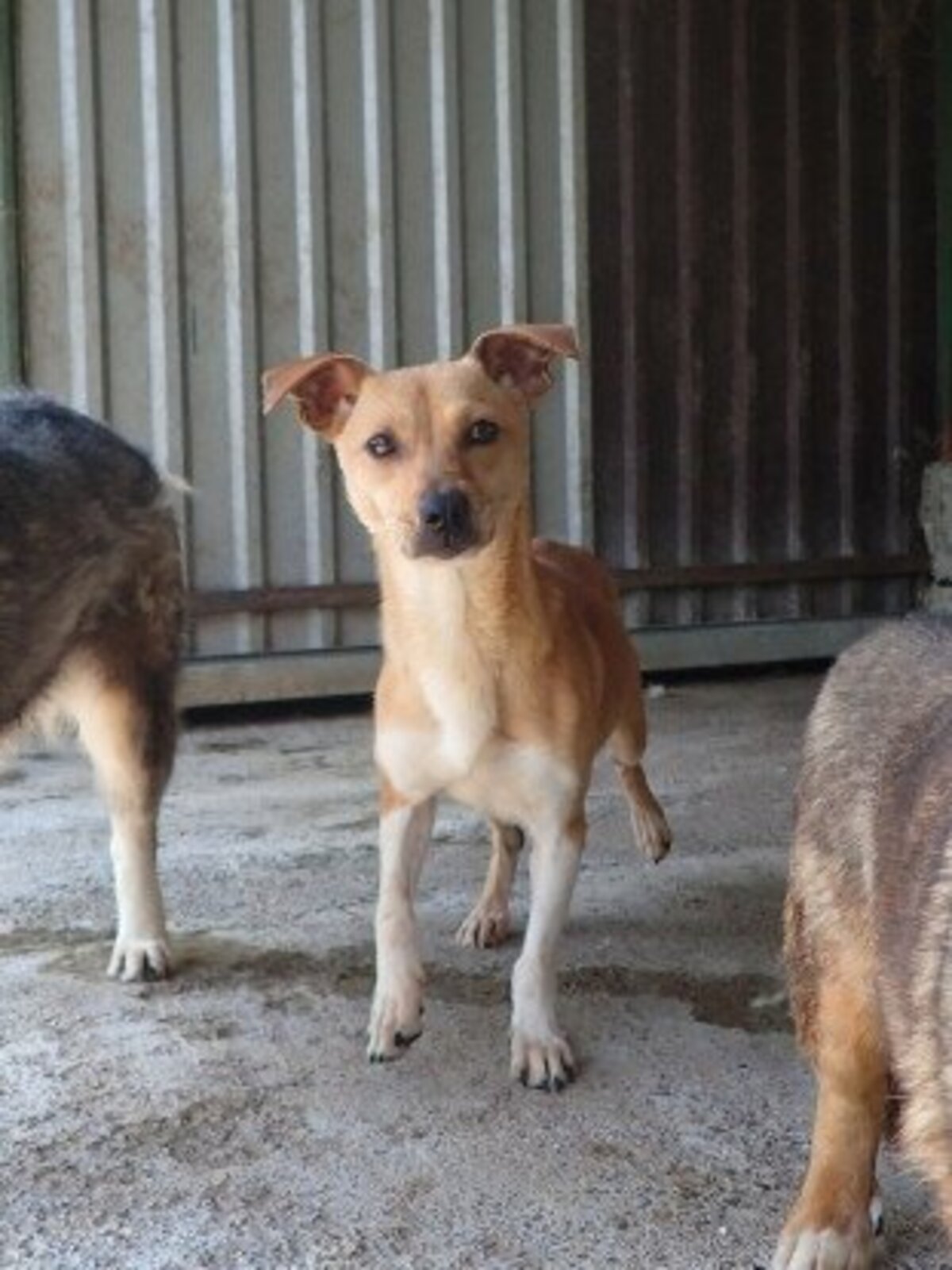 Adoption Jadore