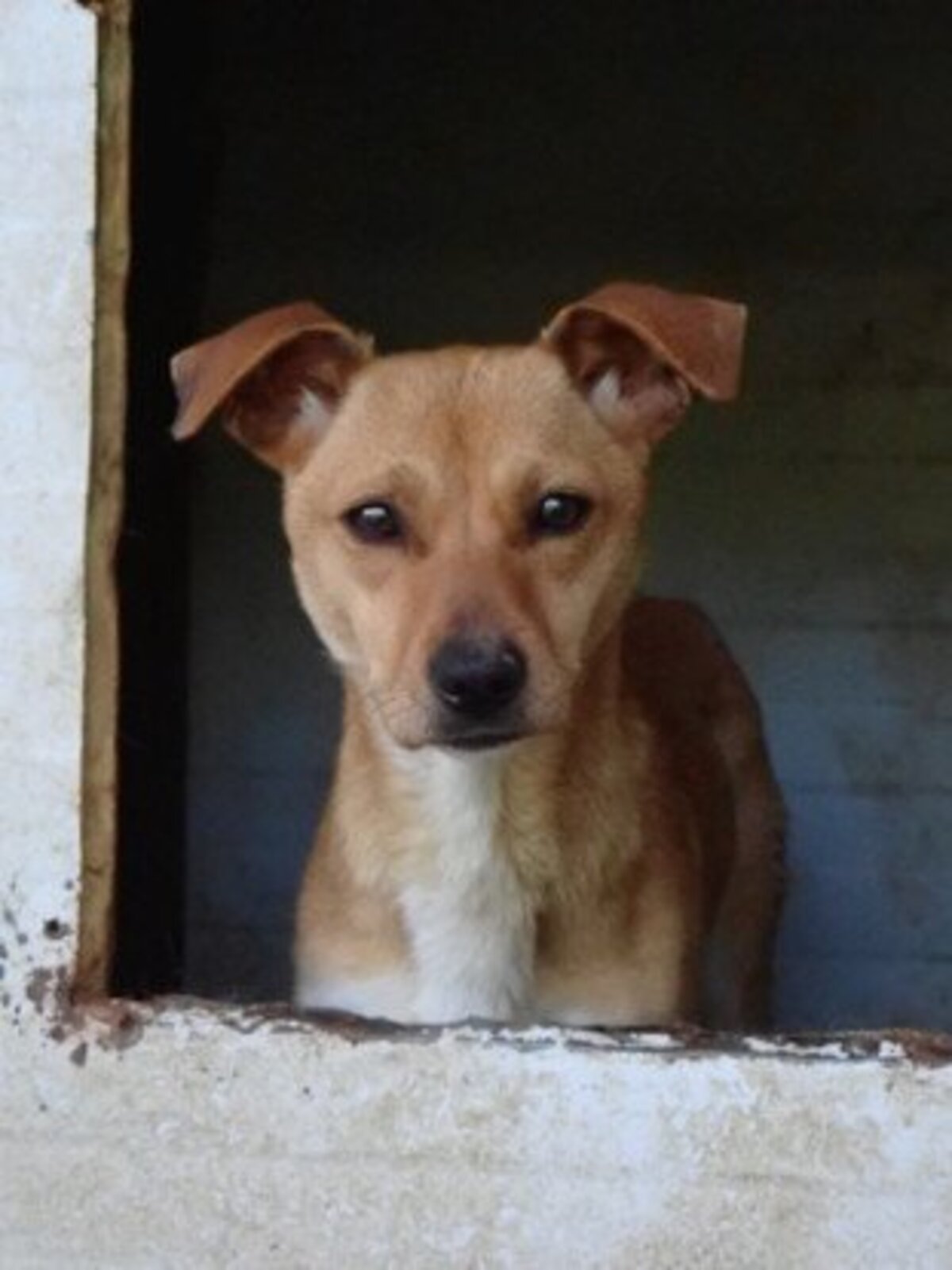 Adoption Jadore