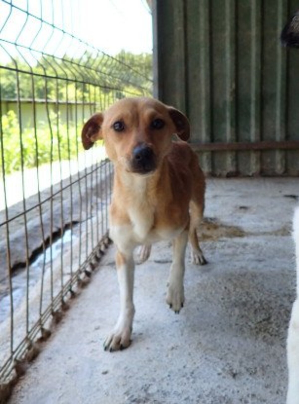 Adoption Jadore