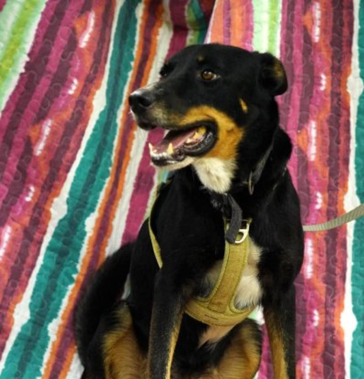 Adoption Jaki