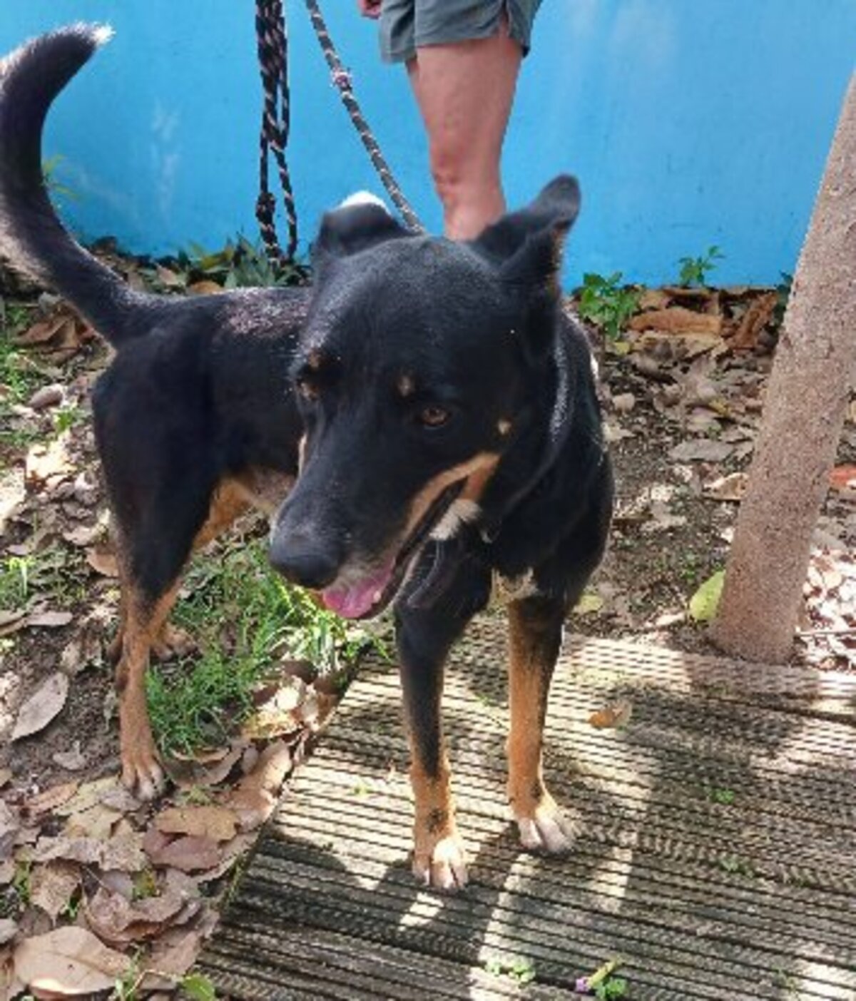 Adoption Jaki