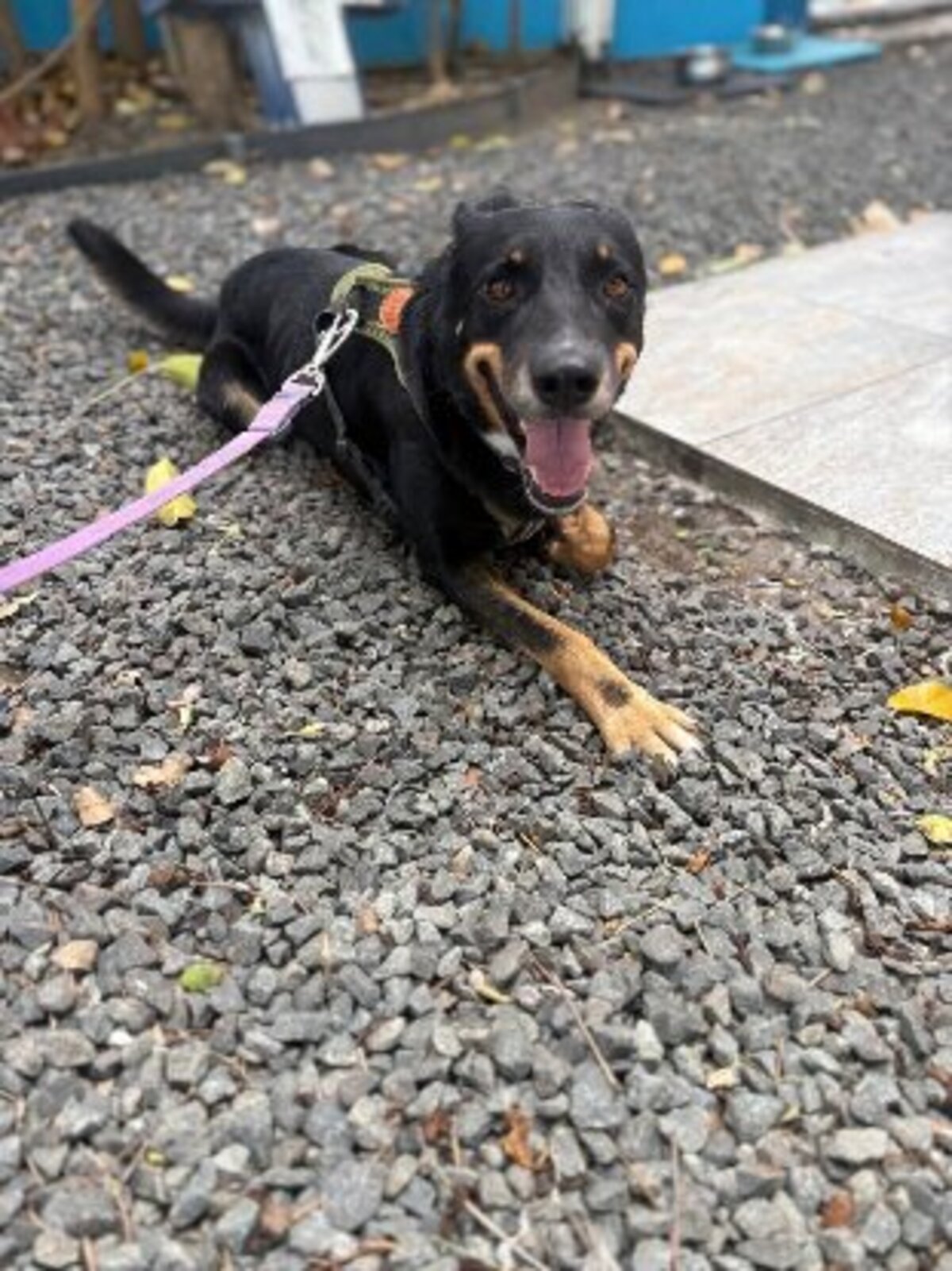 Adoption Jaki