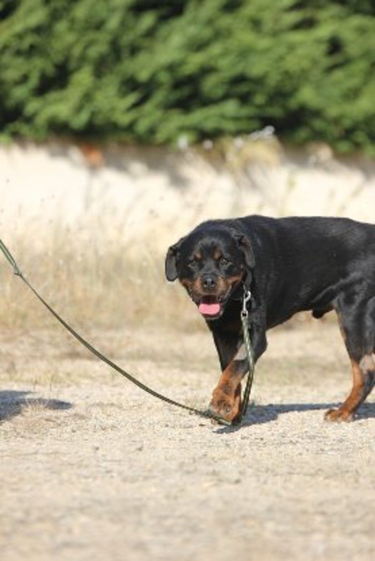 Adoption Jango