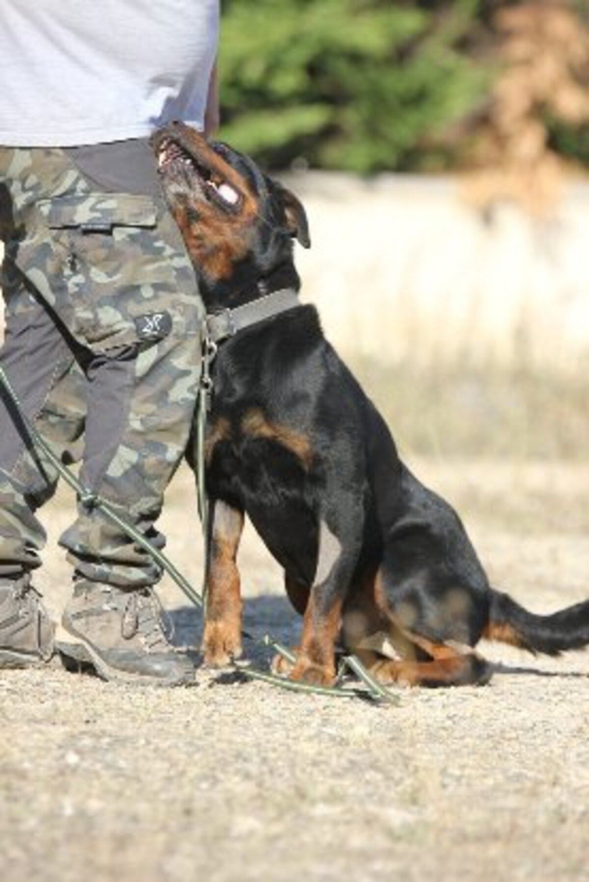 Adoption Jango