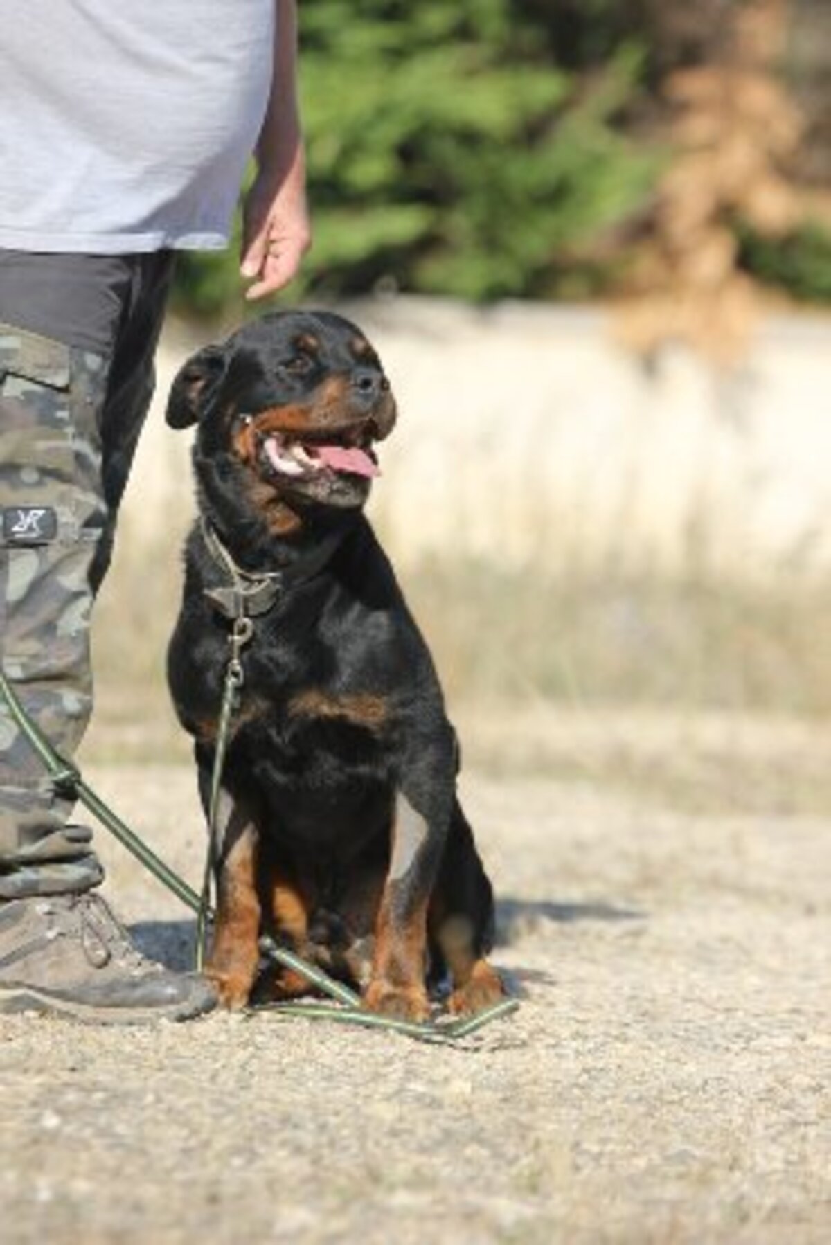 Adoption Jango