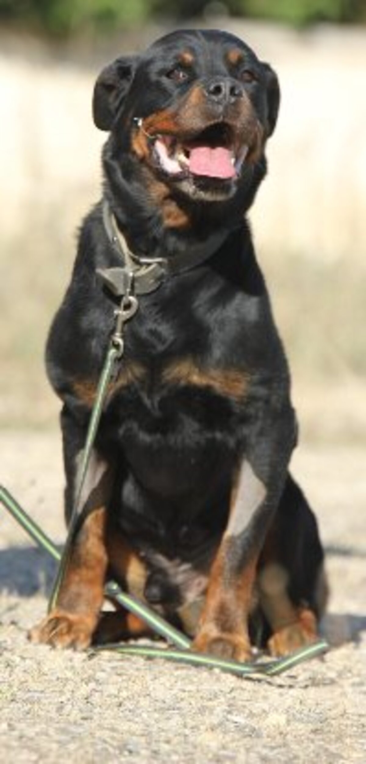 Adoption Jango