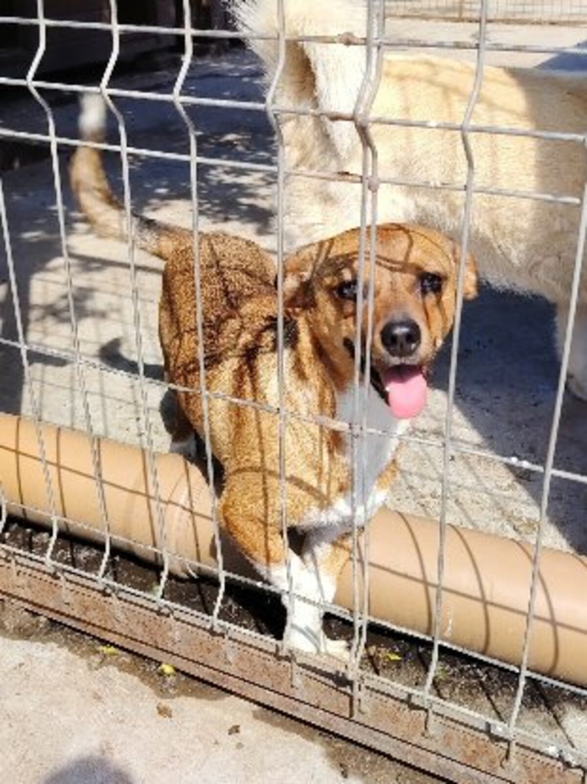 Adoption Jango