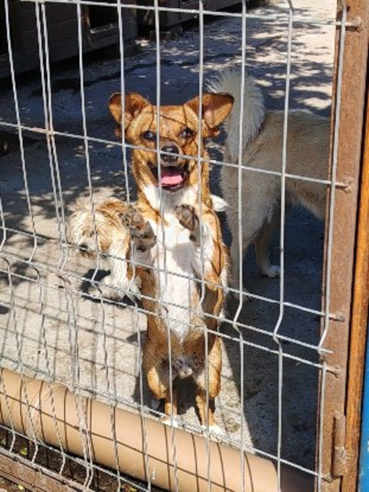 Adoption Jango