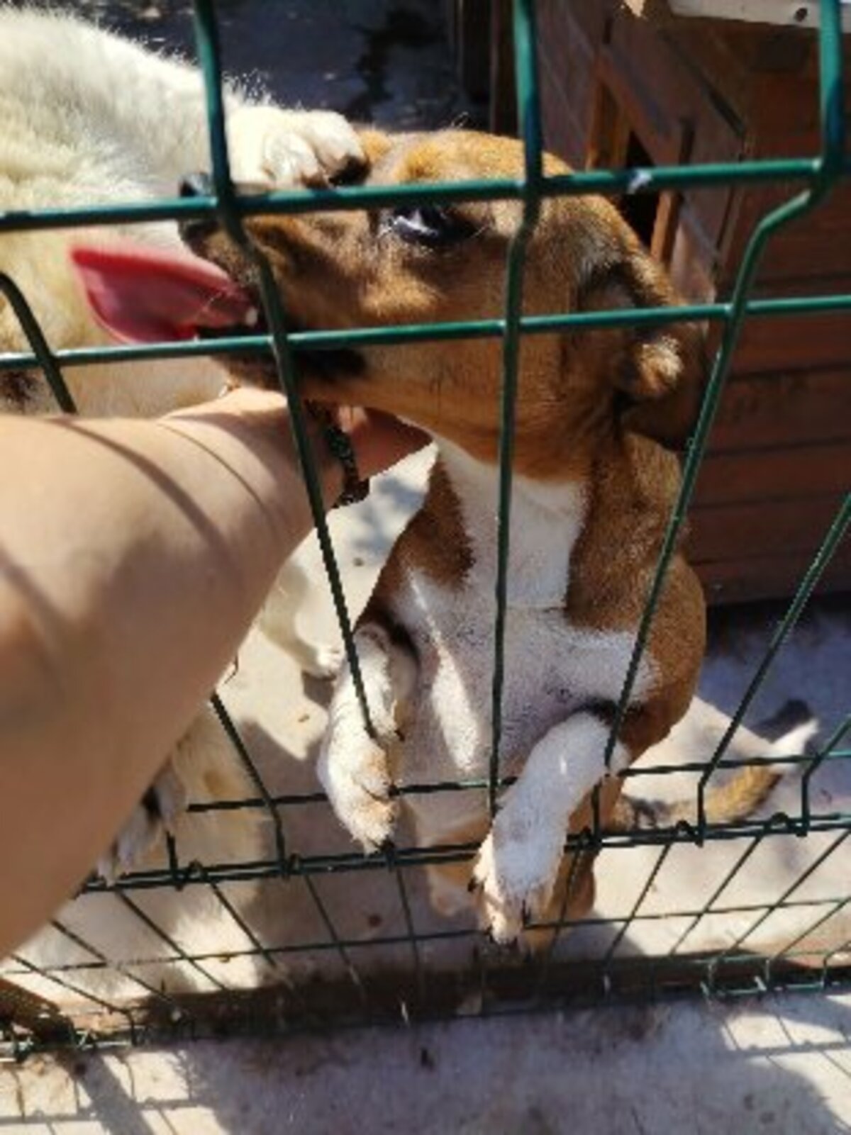 Adoption Jango