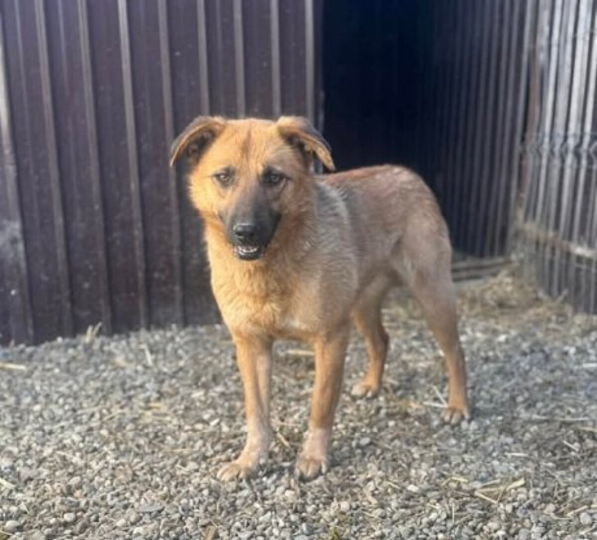Adoption Janka