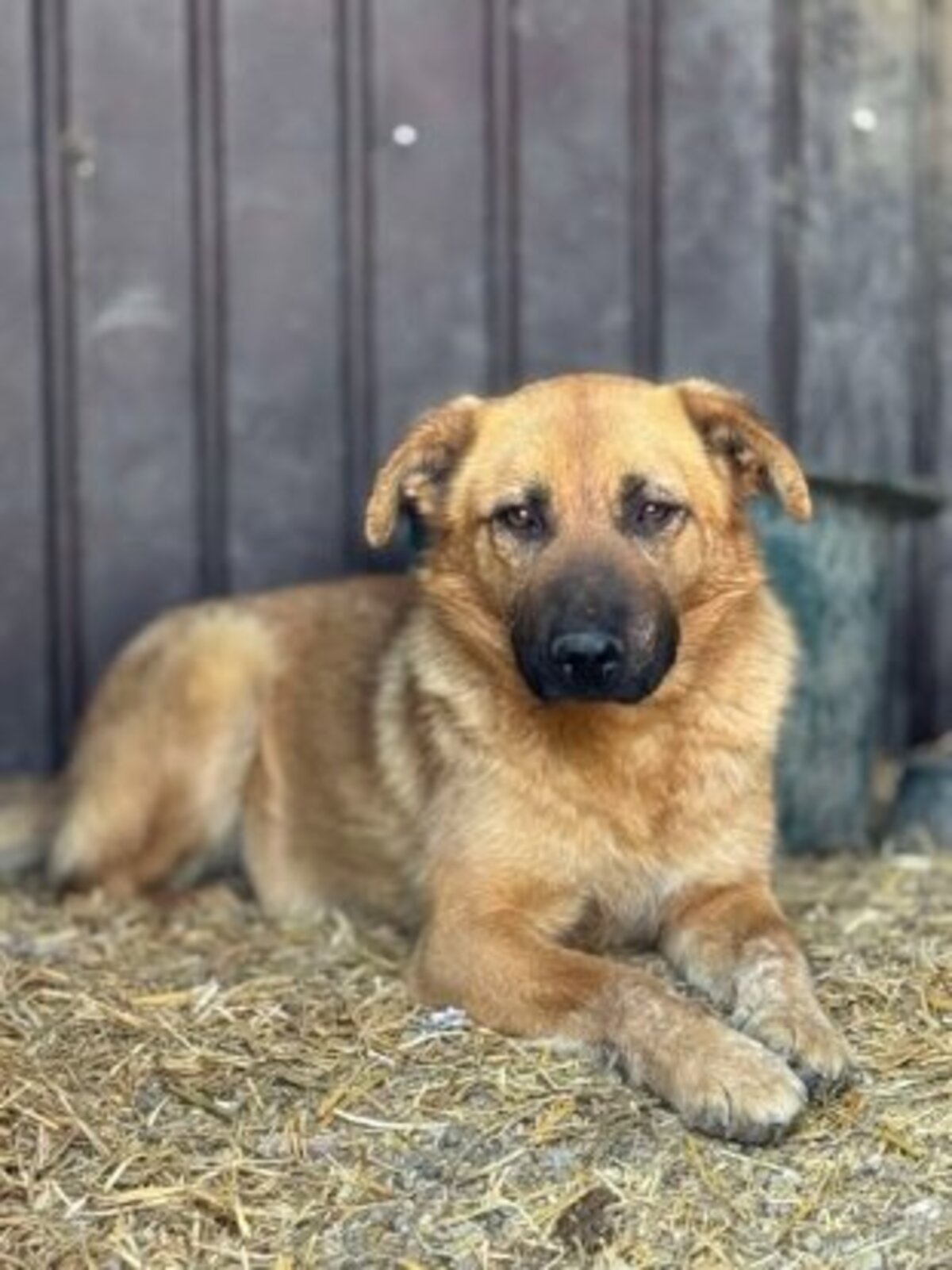 Adoption Janka