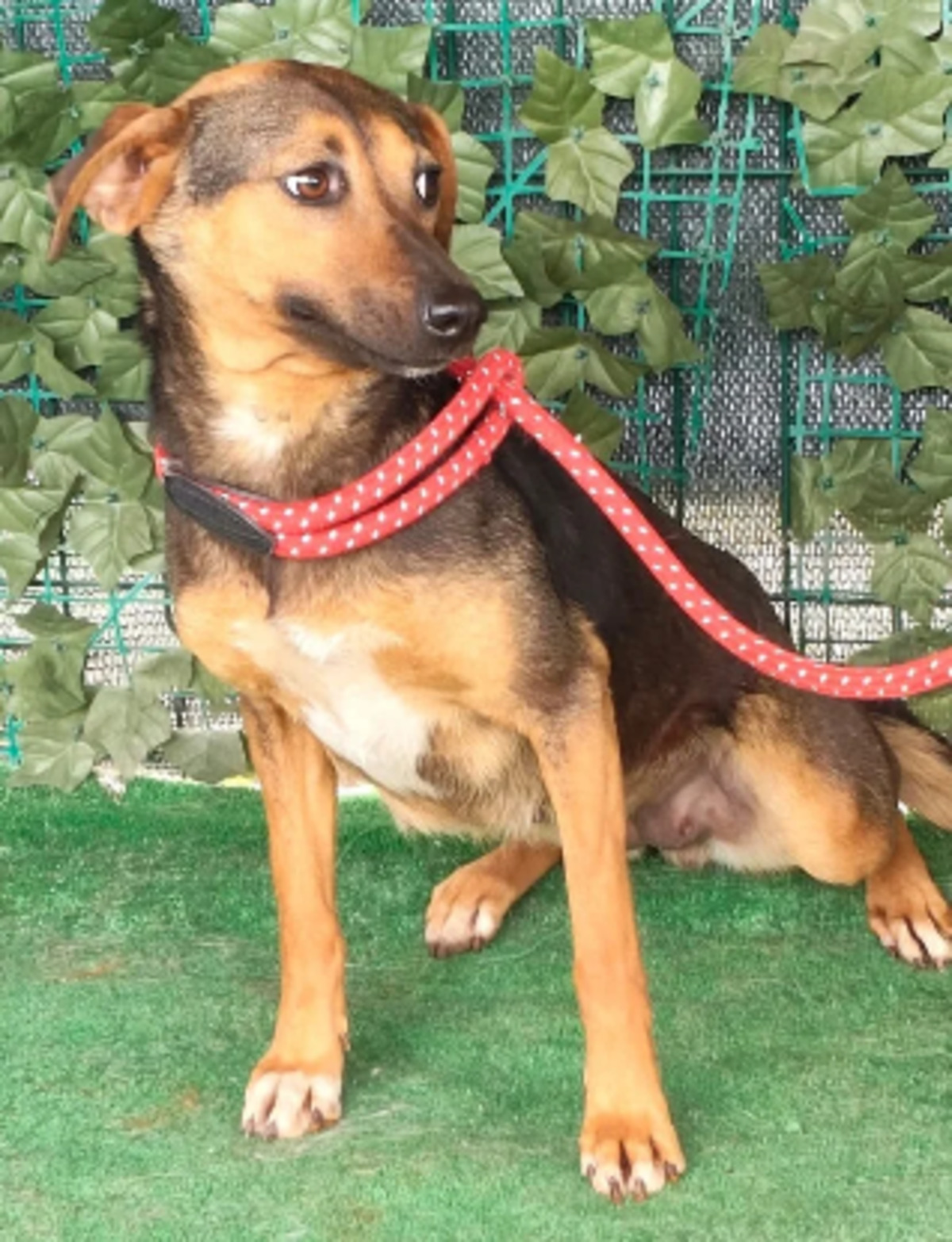 Adoption Janka