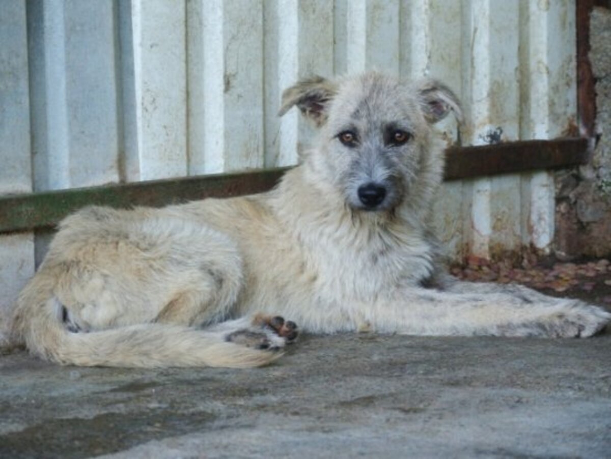 Adoption Japsy