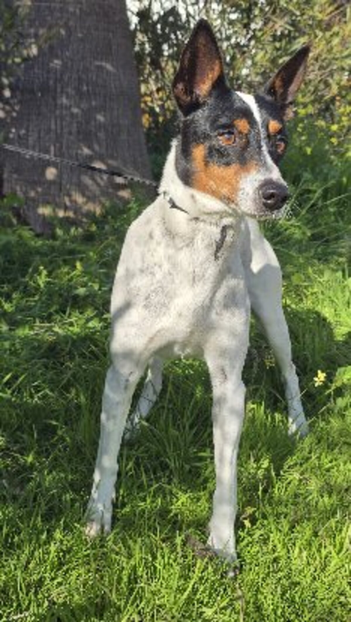 Adoption Jaro
