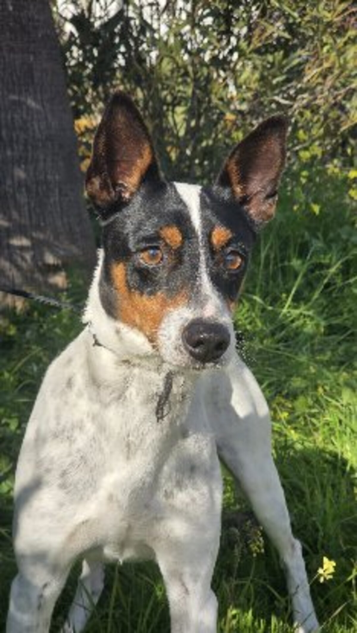 Adoption Jaro