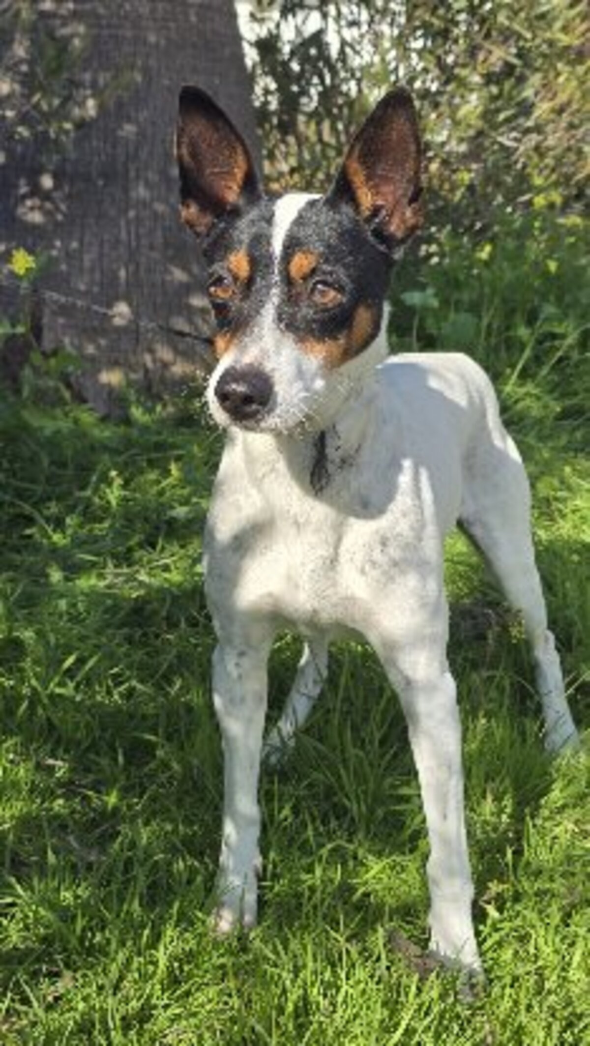 Adoption Jaro