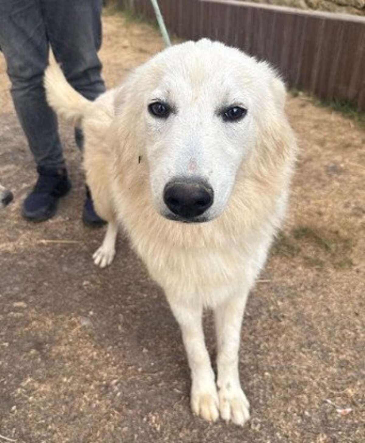 Adoption Jasper