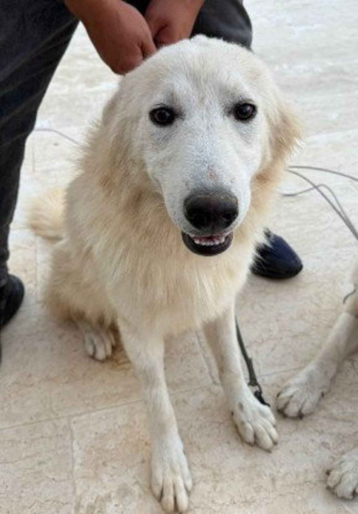 Adoption Jasper