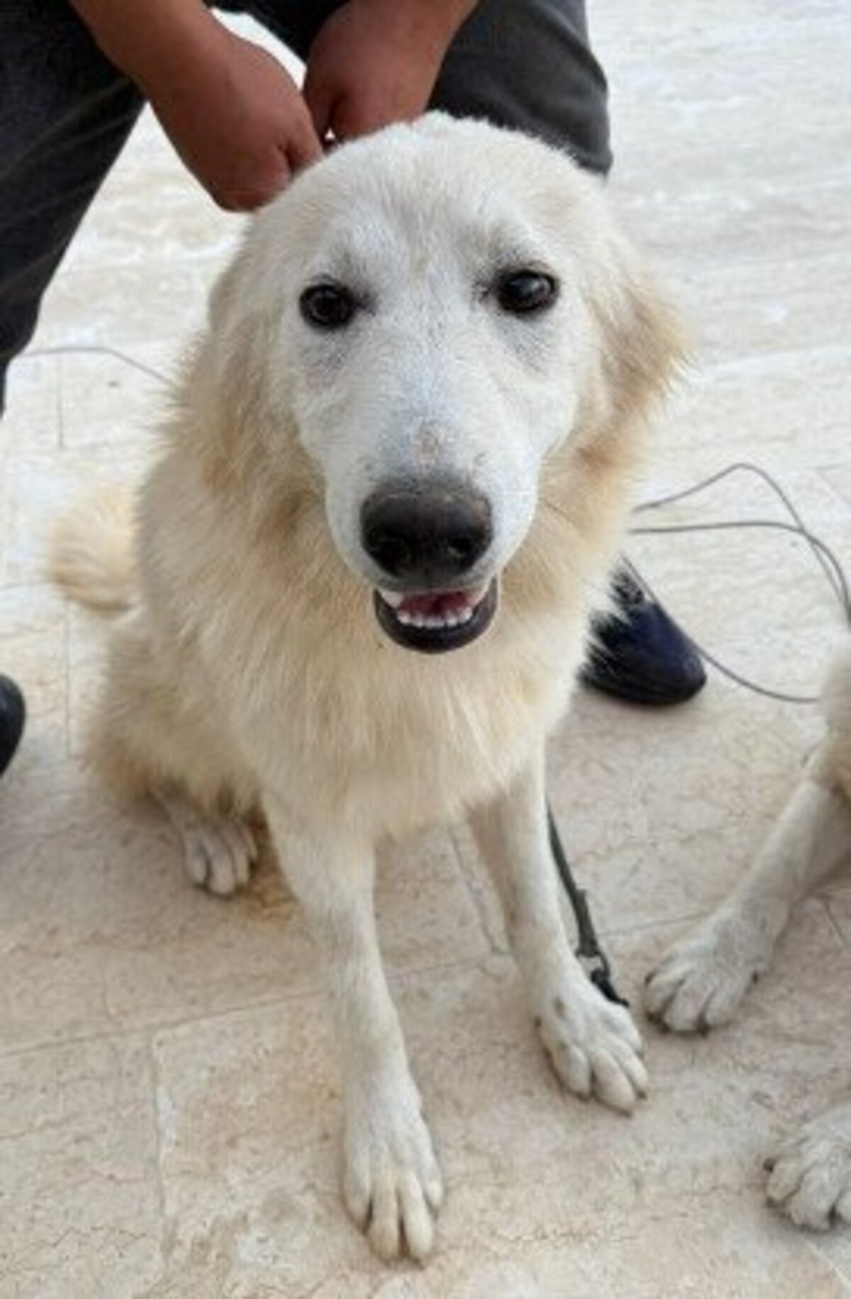 Adoption Jasper