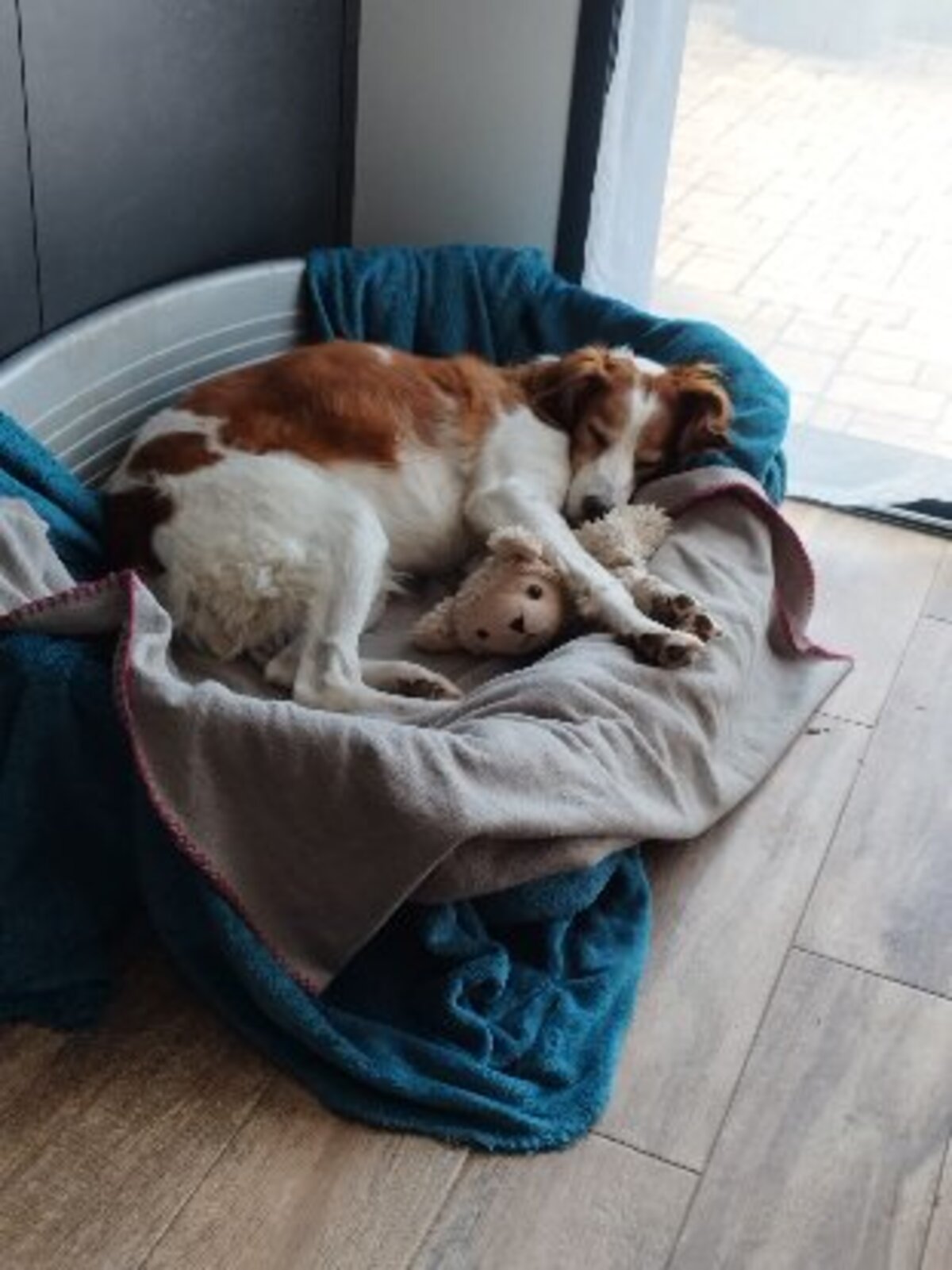 Adoption Jaspy