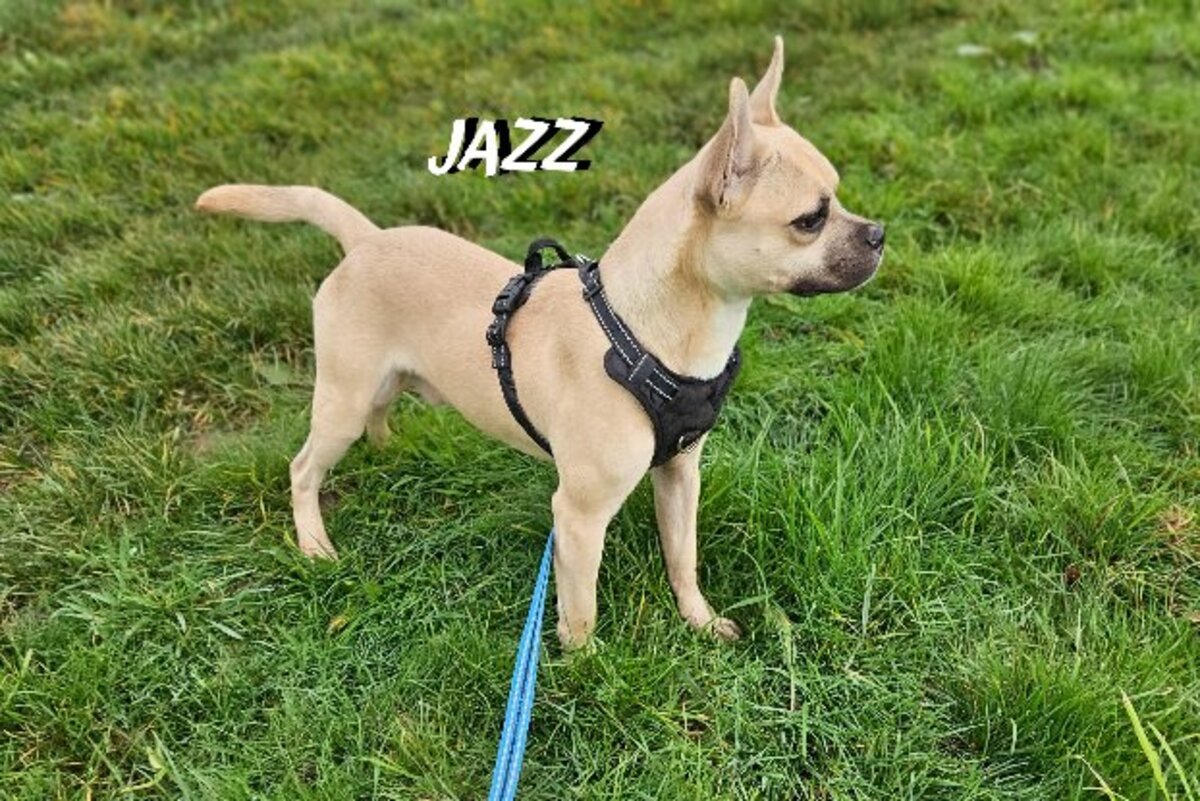 Adoption Jaz