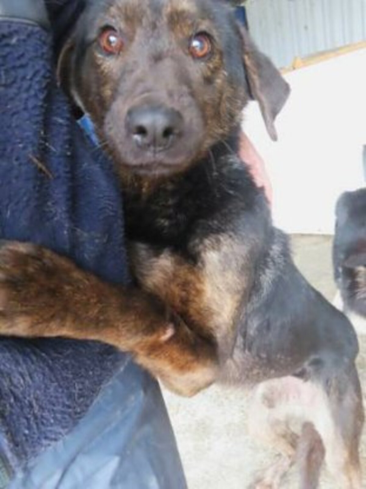 Adoption Jeep