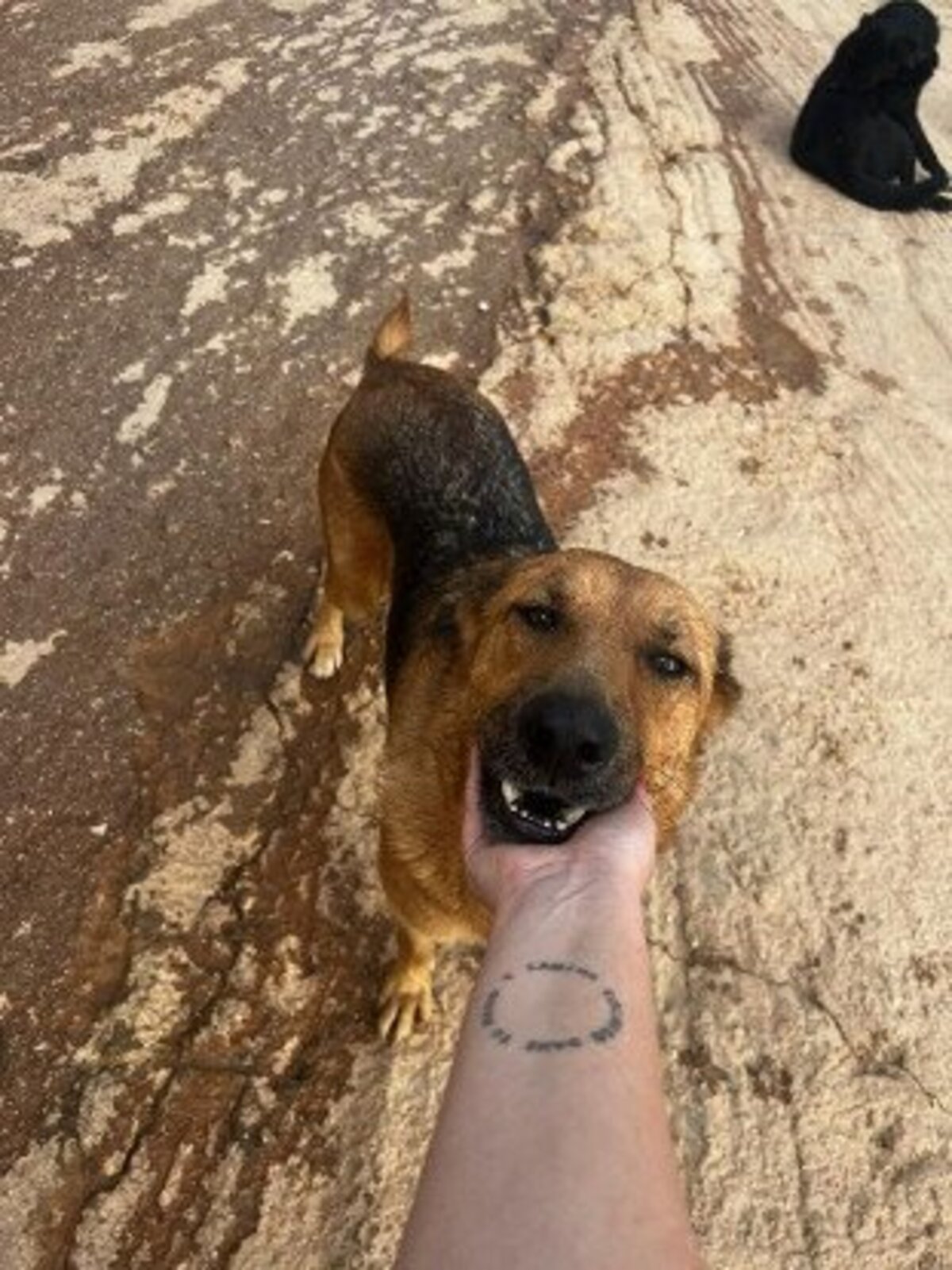 Adoption Jimmy