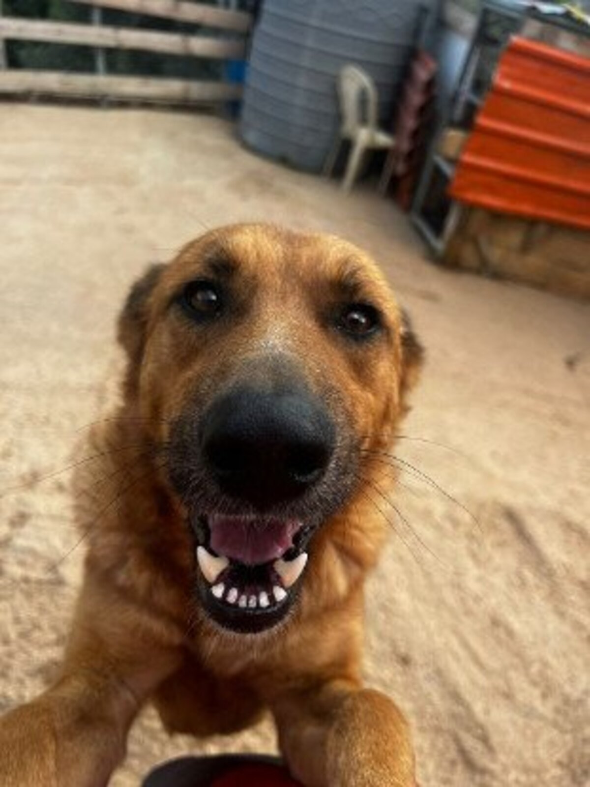 Adoption Jimmy