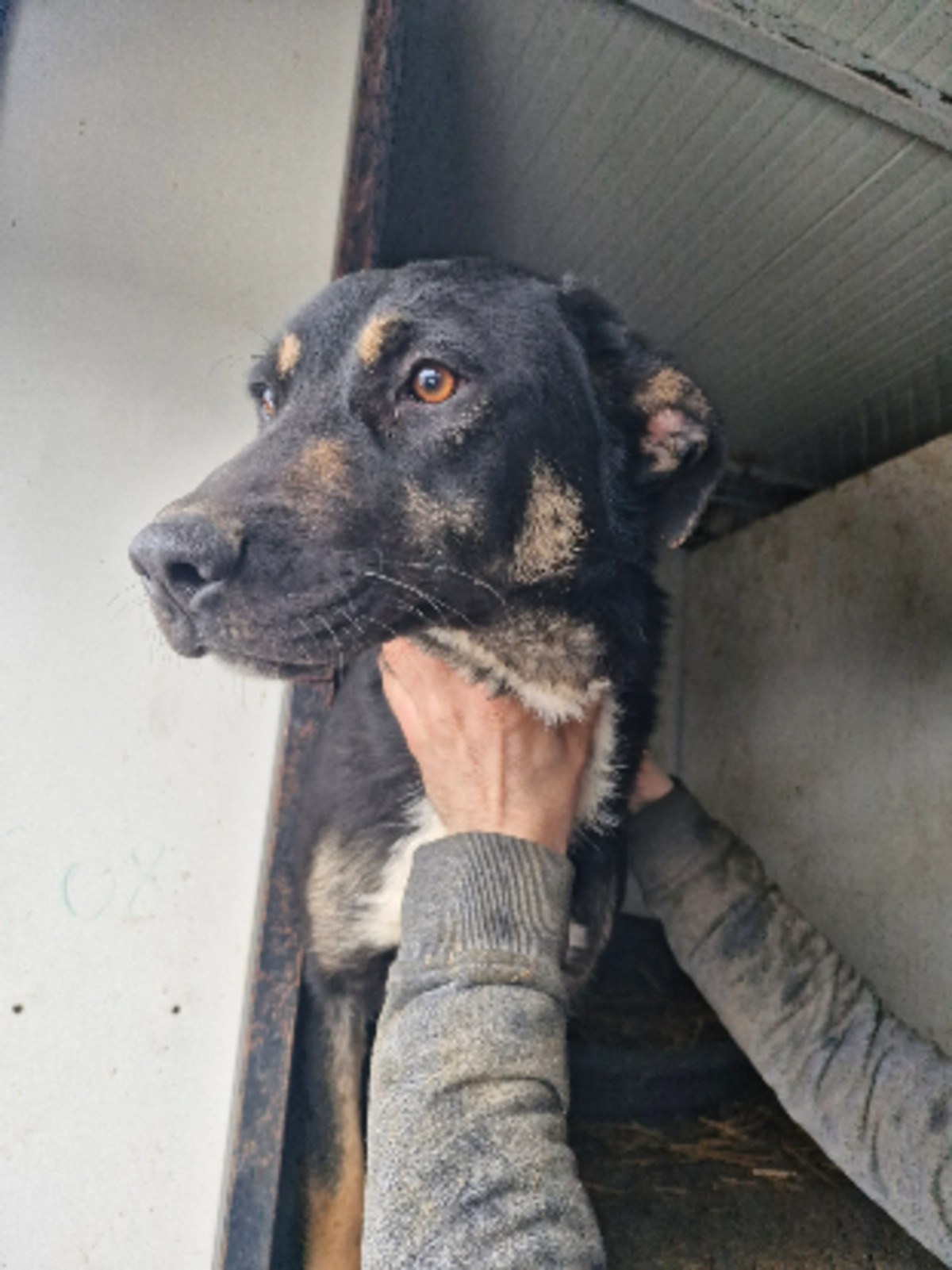Adoption Jimny