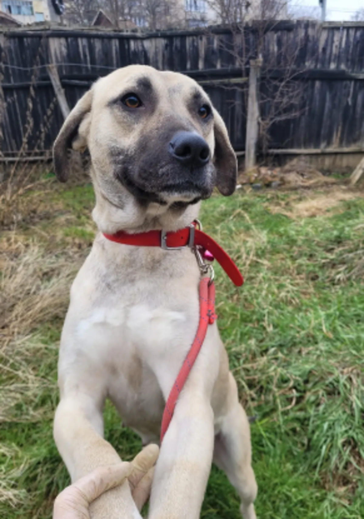 Adoption Jolie