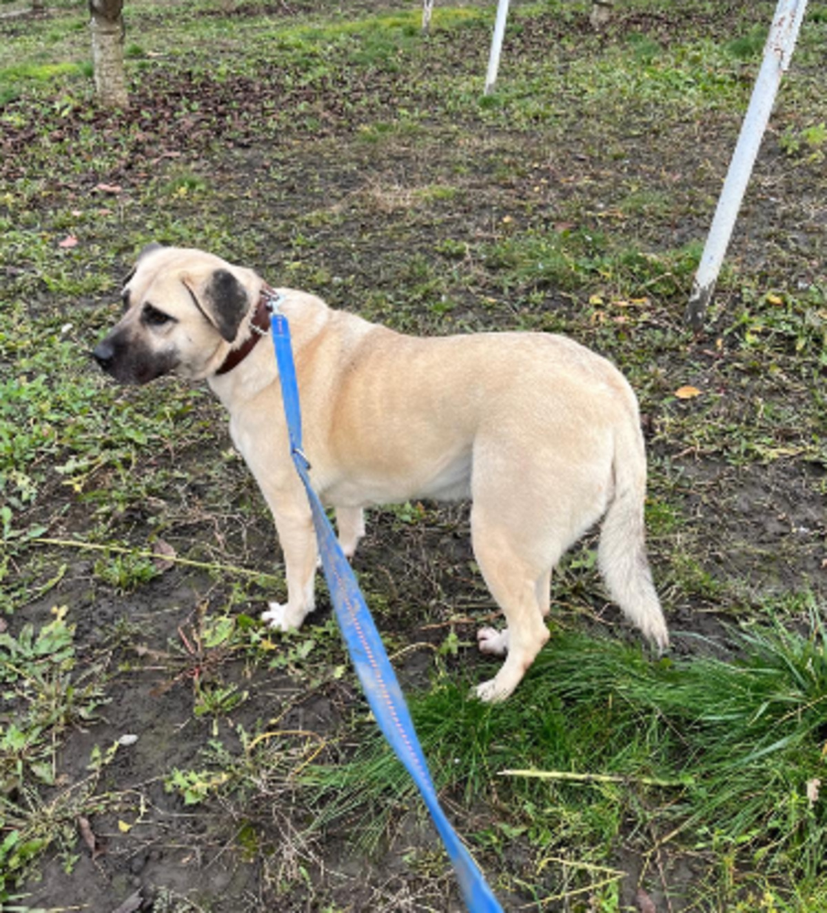 Adoption Jolie
