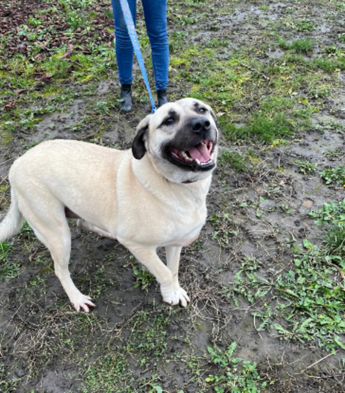 Adoption Jolie