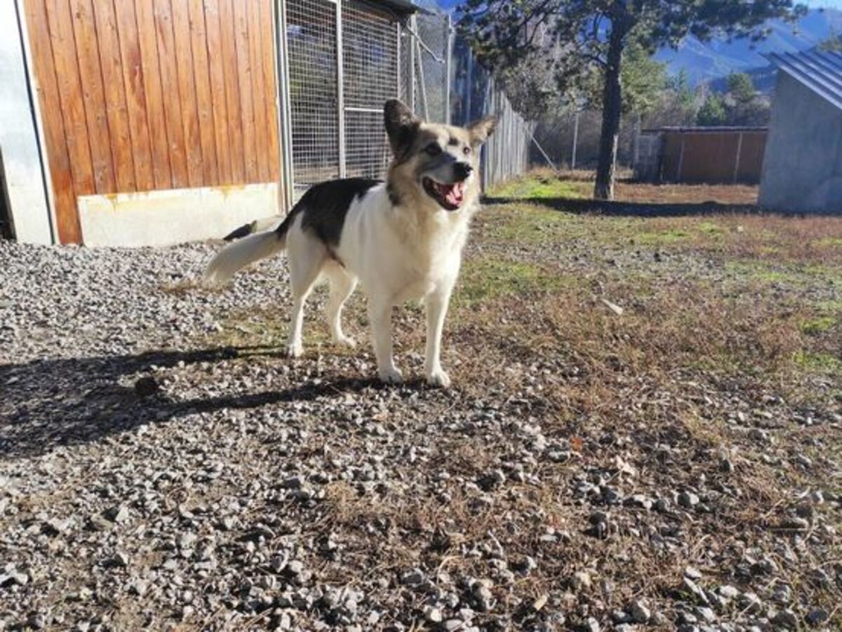 Adoption Jony