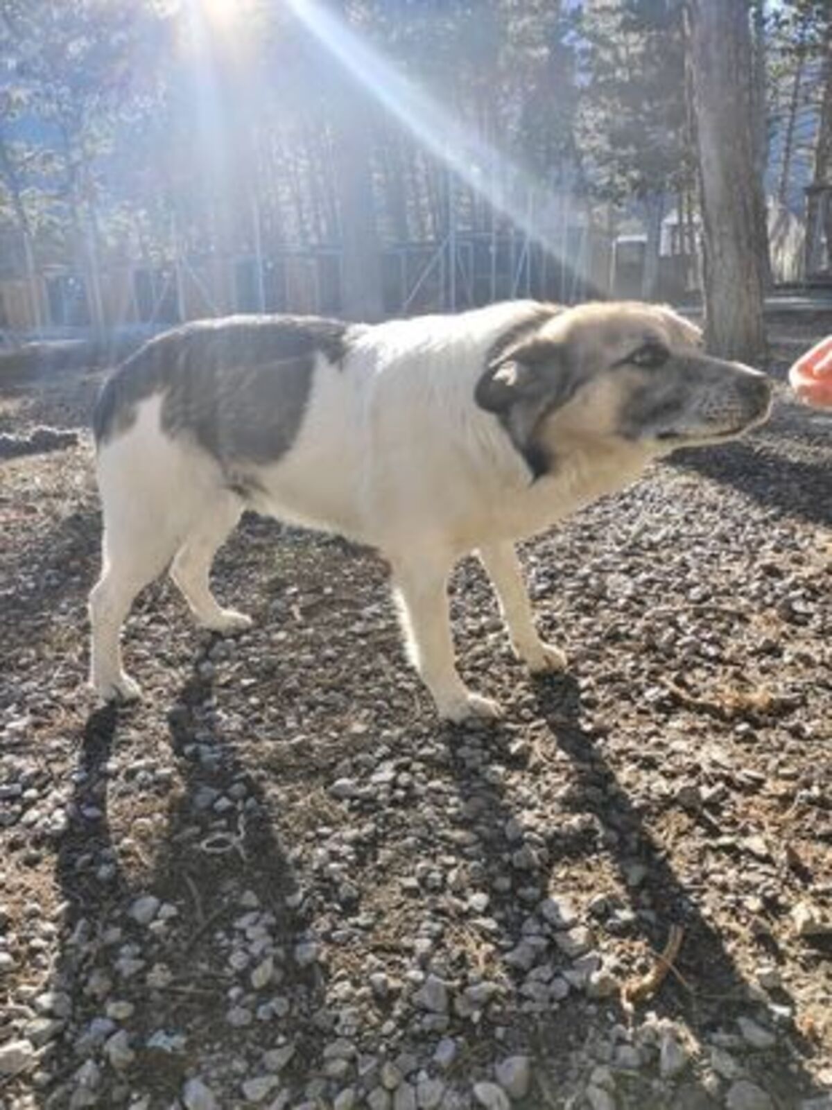 Adoption Jony