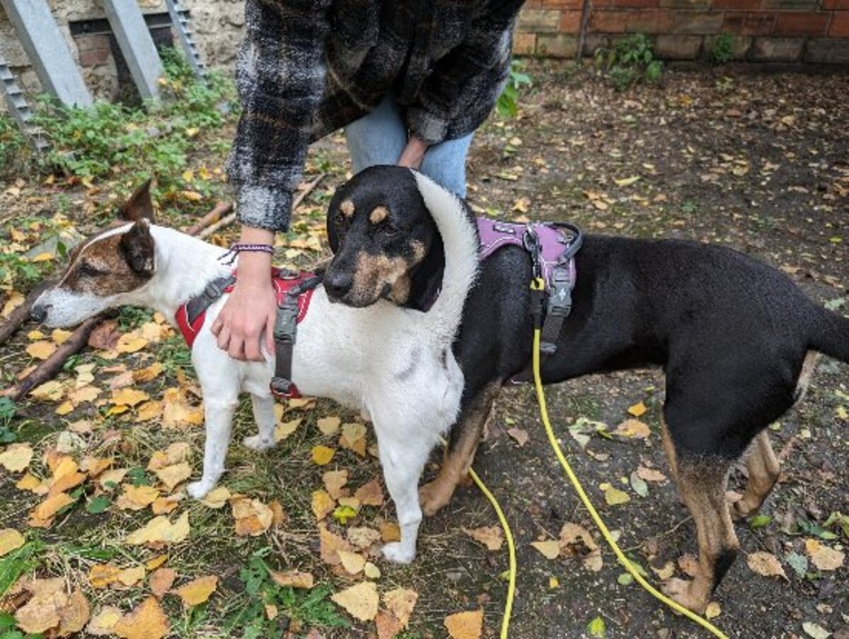 Adoption Joona